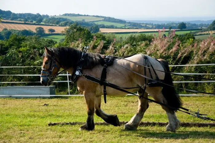 Belgian Horse Characteristics And Traits
