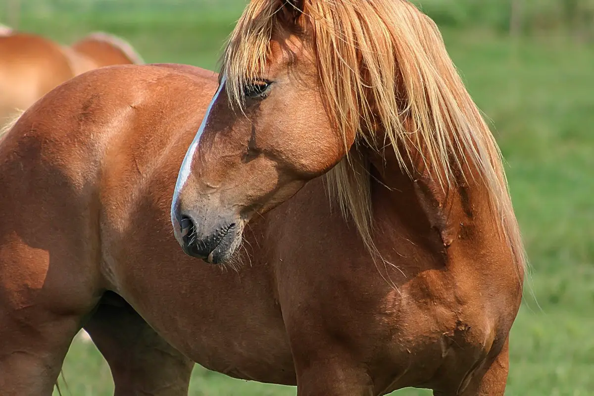 Belgian Horse Characteristics - Everything You Need To Know!