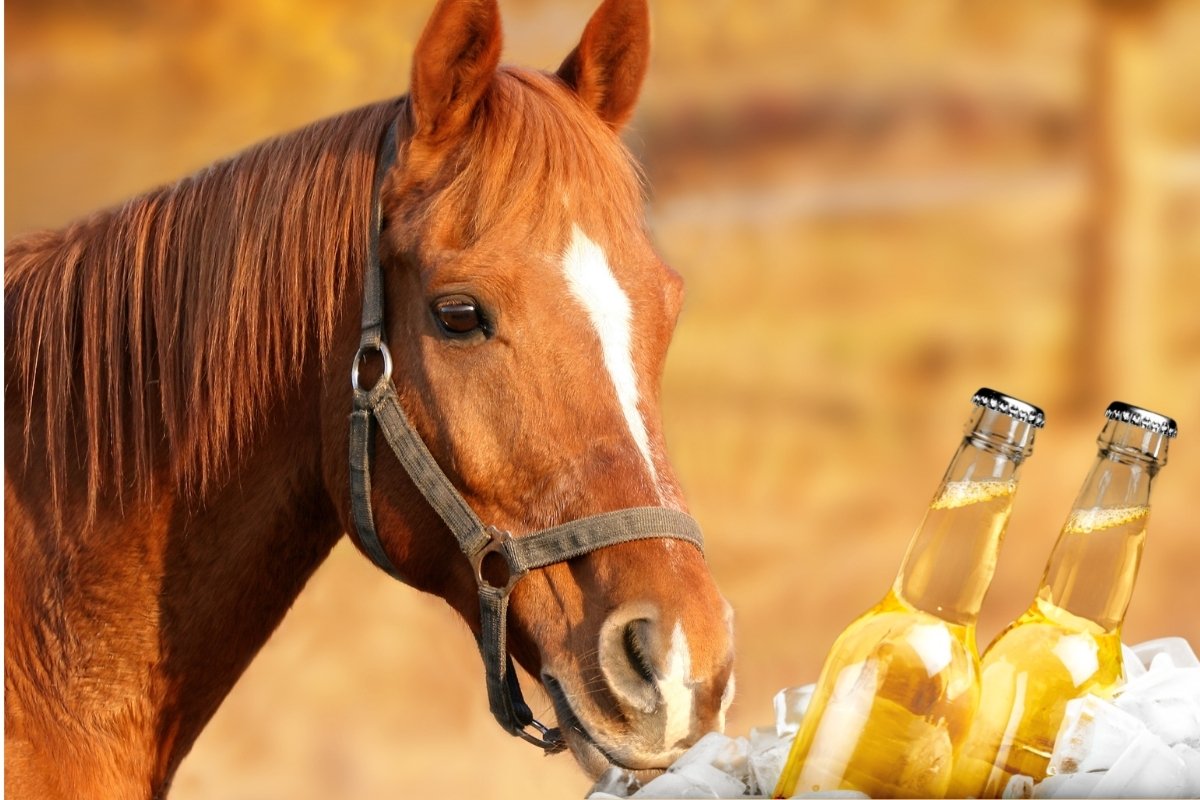 can horses drink beer