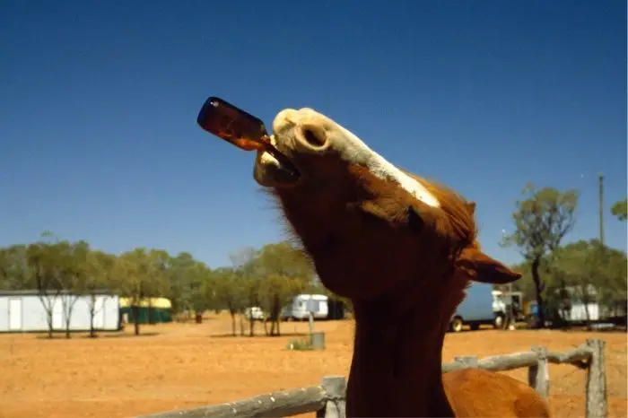 Can Horses Drink Beer