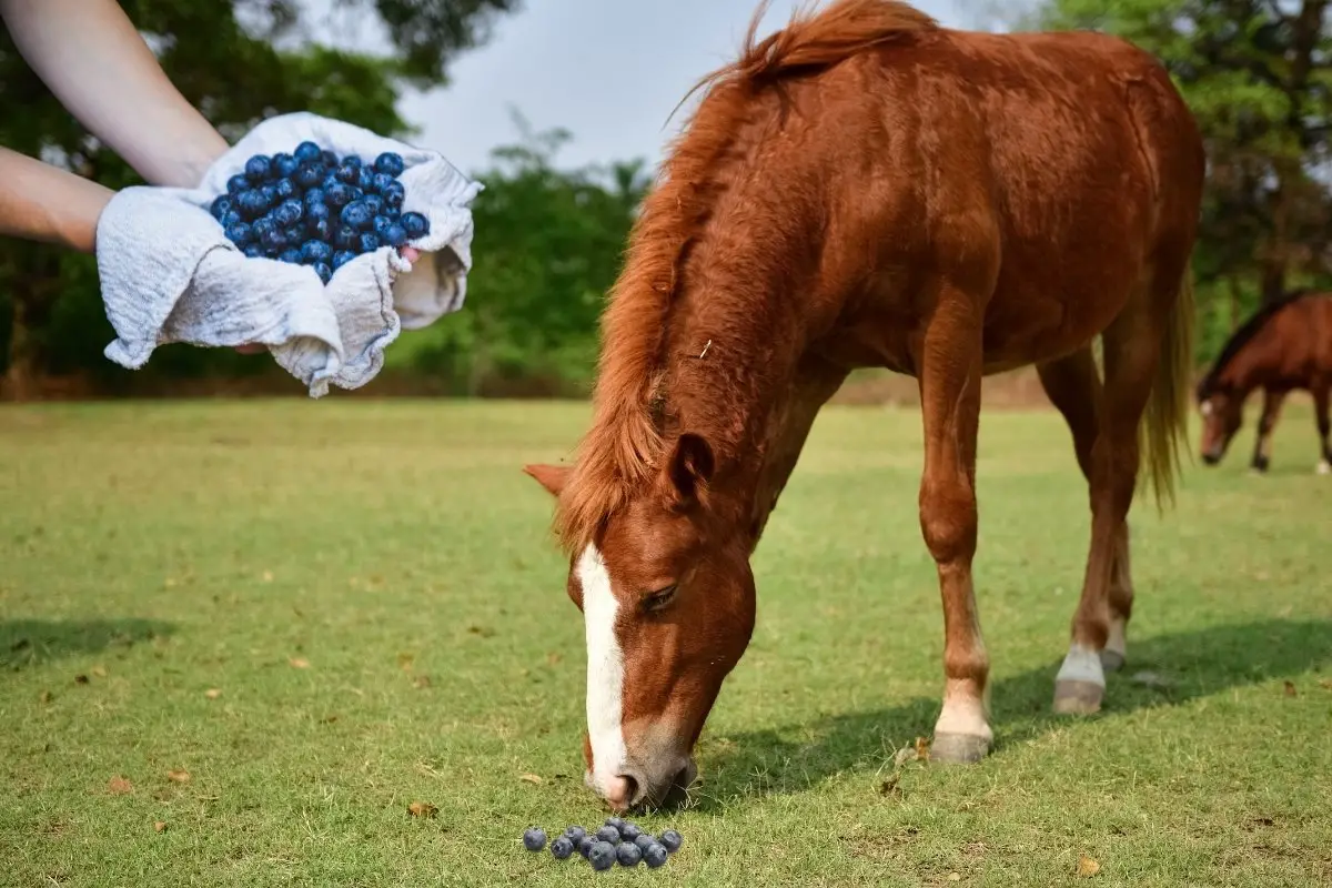 Can Horses Eat Blueberries And Other Fruits