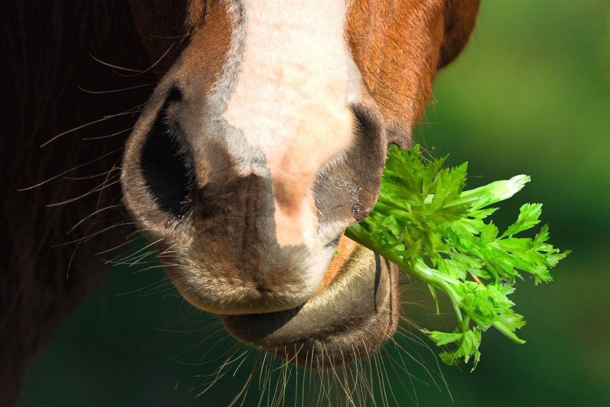 Can Horses Eat Celery And Other Vegetables