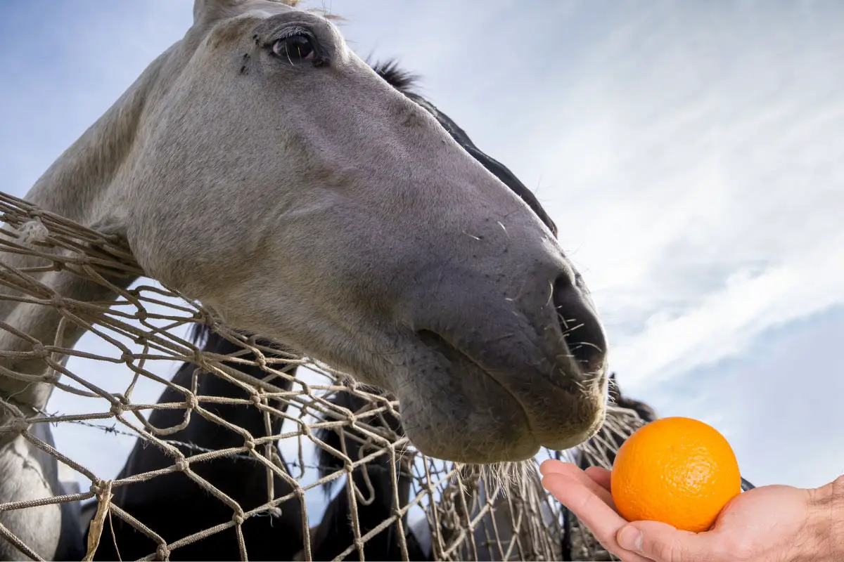 Can Horses Eat Oranges And Other Fruits