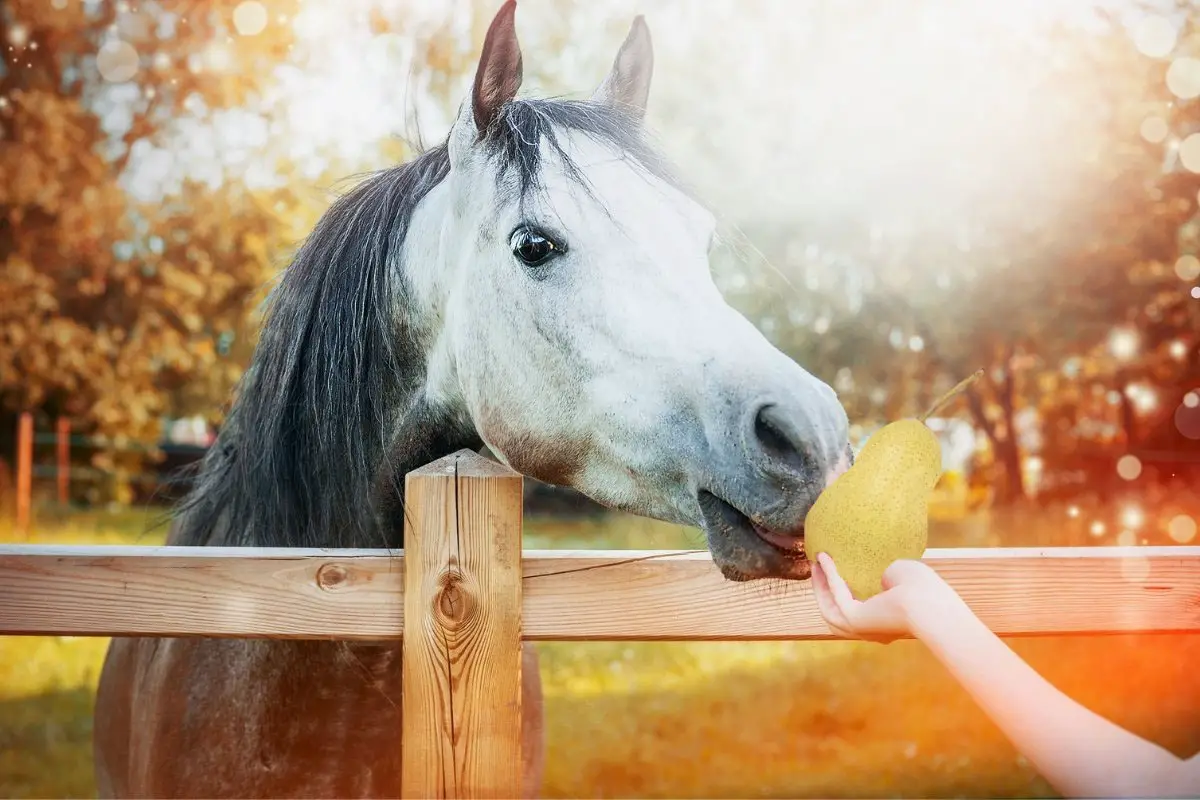 Can Horses Eat Pears And Other Fruits