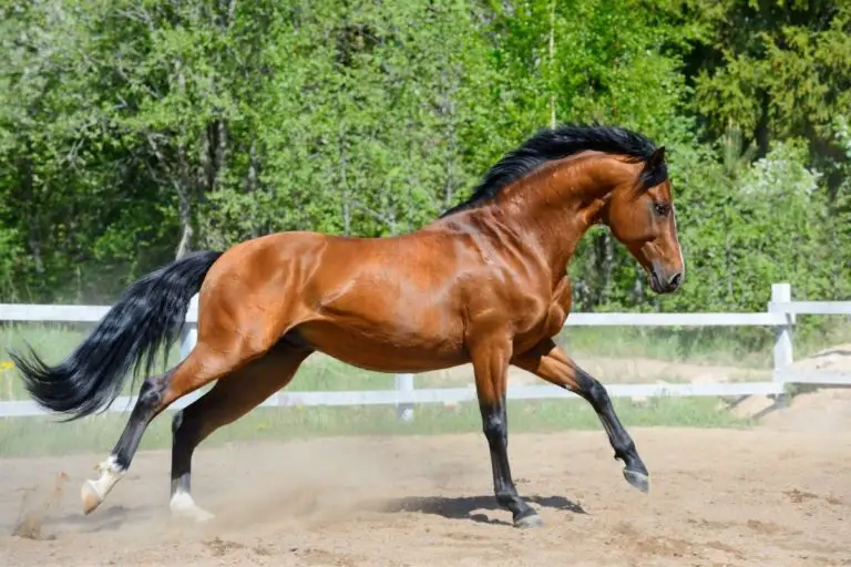 Can You Get A Seal Bay Horse? - Best Horse Rider