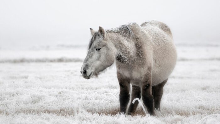 Yakut horse