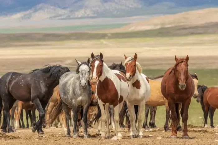 Do Horses Need A Companion - In the Wild