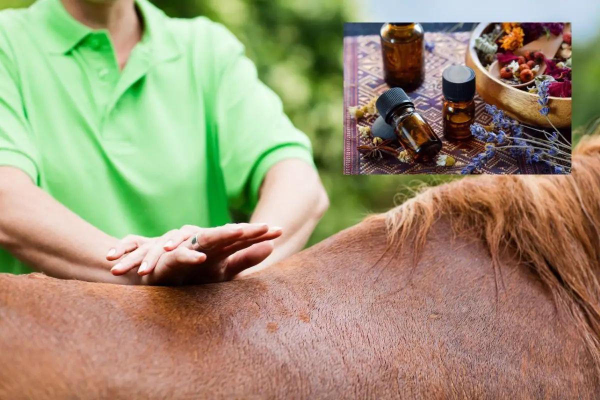 Essential Oils For Horses Recipes And Tips