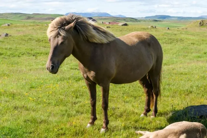 Examples of Horse Breeds That Can Be Grulla - Icelandic