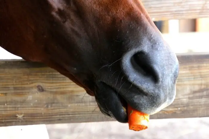 Feeding Vegetables To Horses - Tips And Precautions