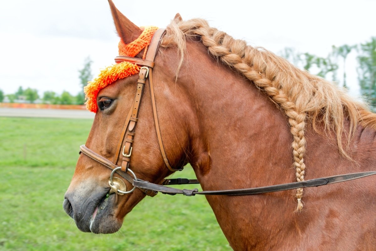 Horse Braiding Supplies - Everything You Need