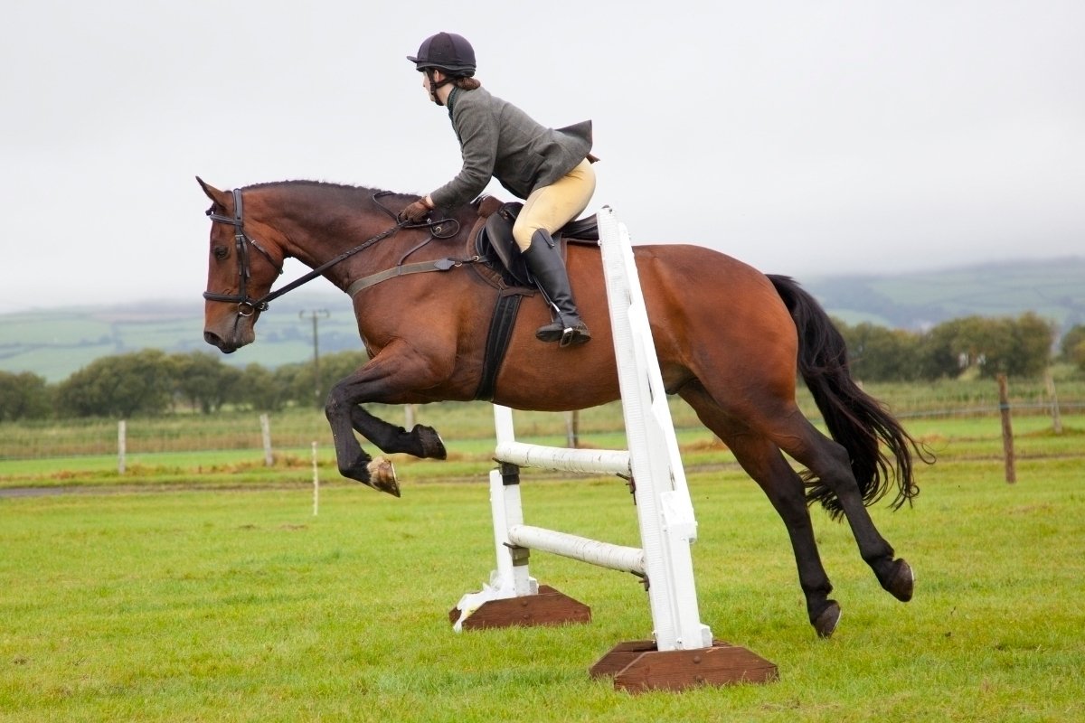 Horse Jumping Accidents - Common Causes And How To Stay Safe
