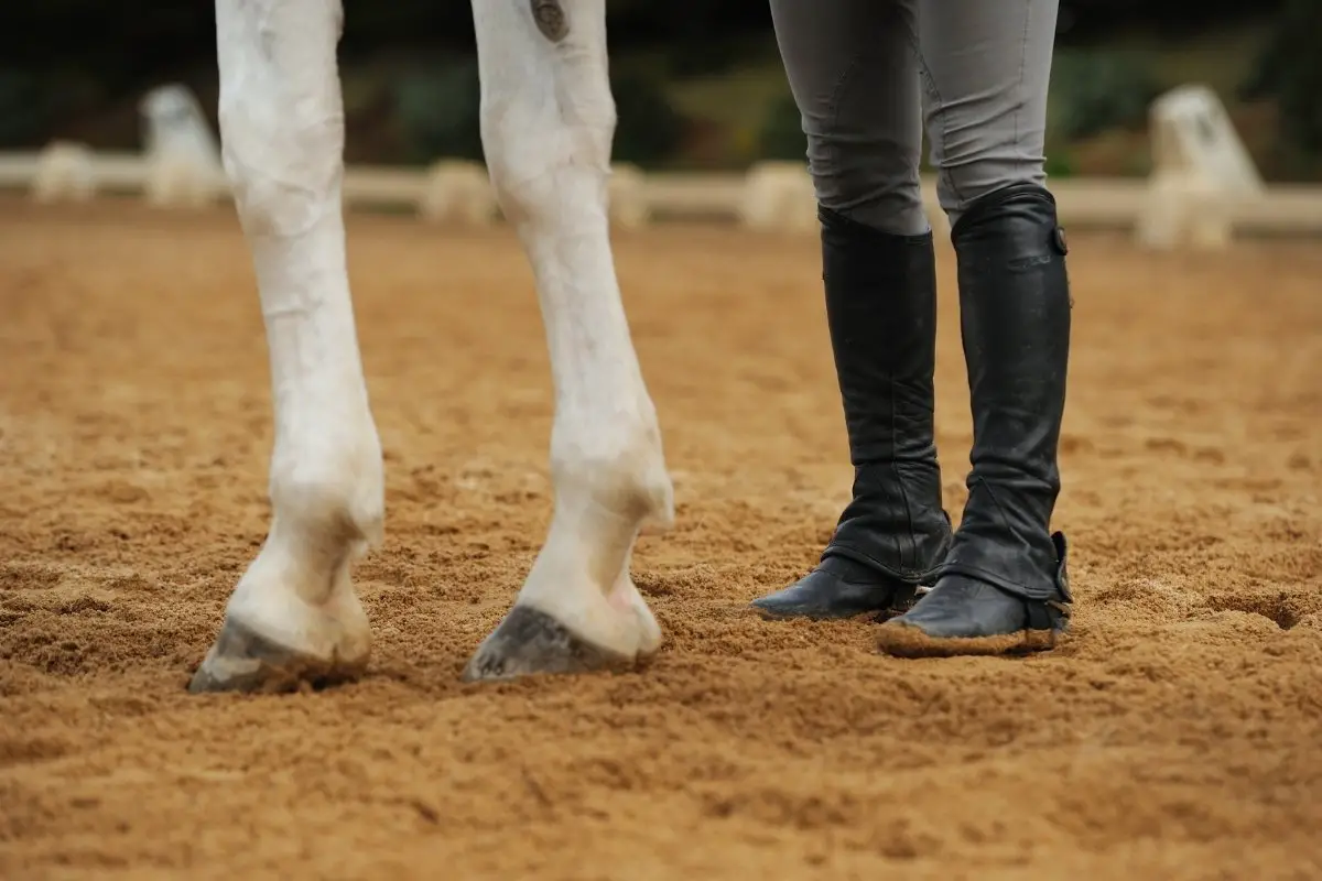 Horse Legs Are Fingers - Comparing Horse Vs. Human Anatomy