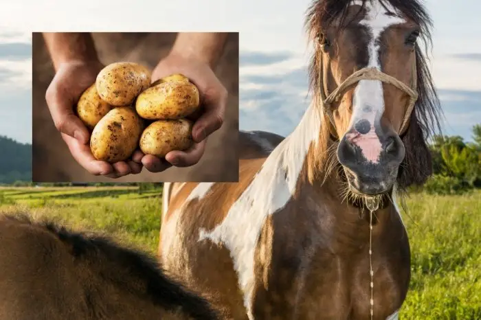 Horses Can Not Eat Potatoes