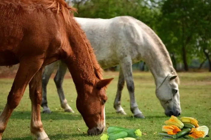 Horses Eating Zucchini