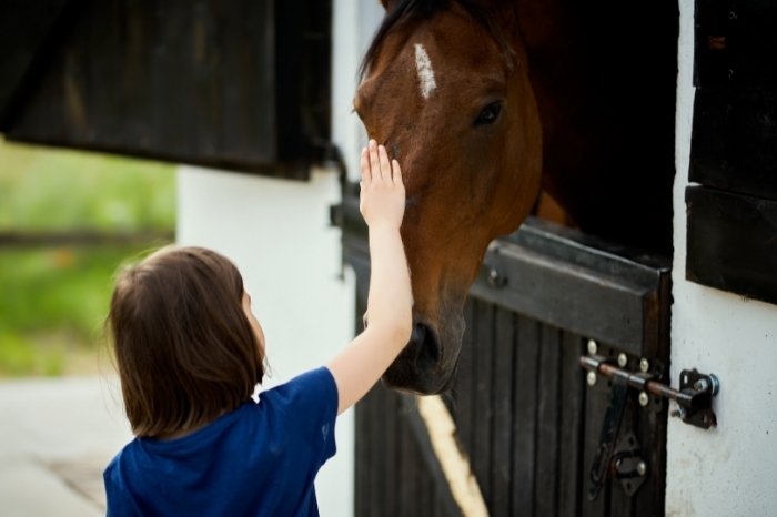 How To Keep A Horse In A Stable Happy And Healthy