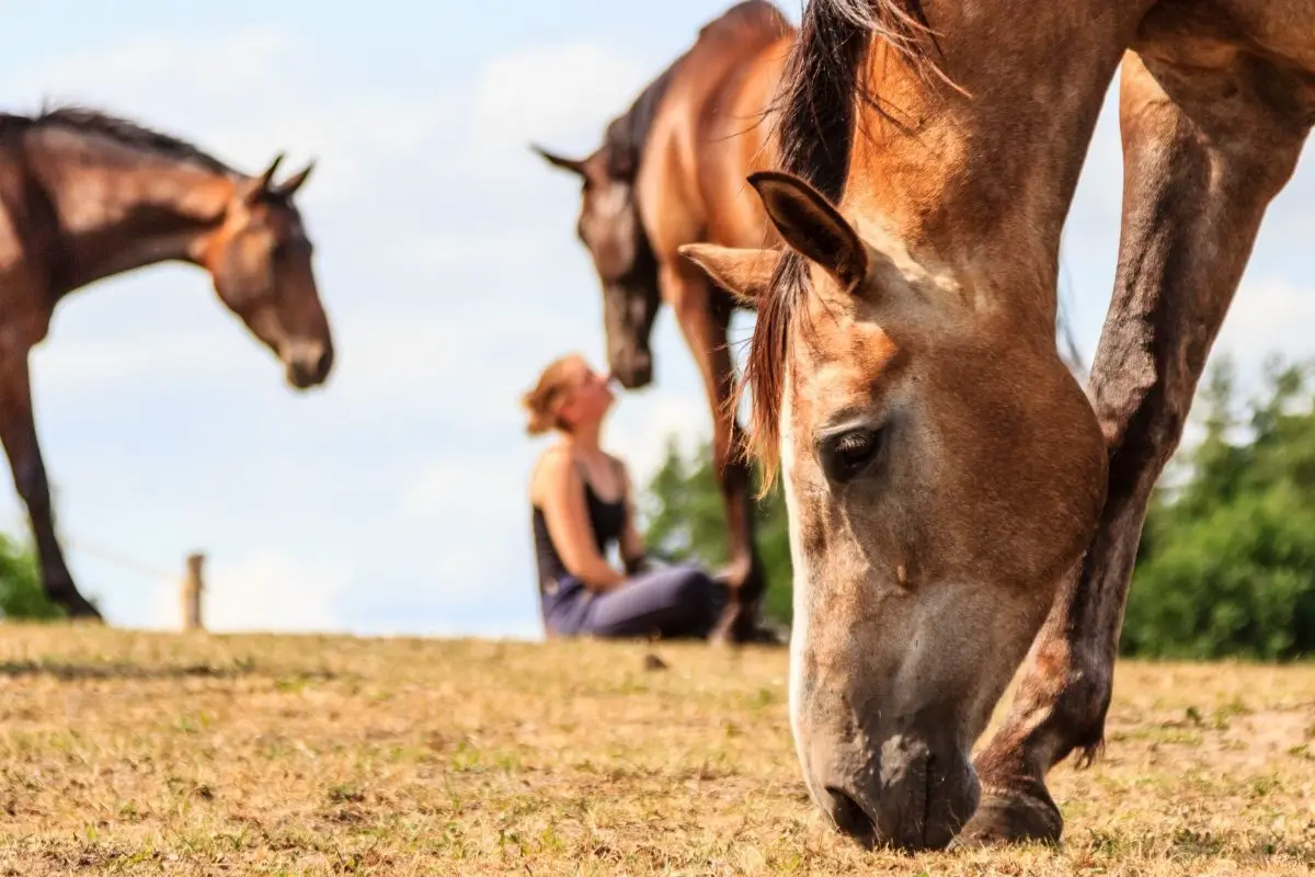 How To Raise A Horse - Horse Care Explained!