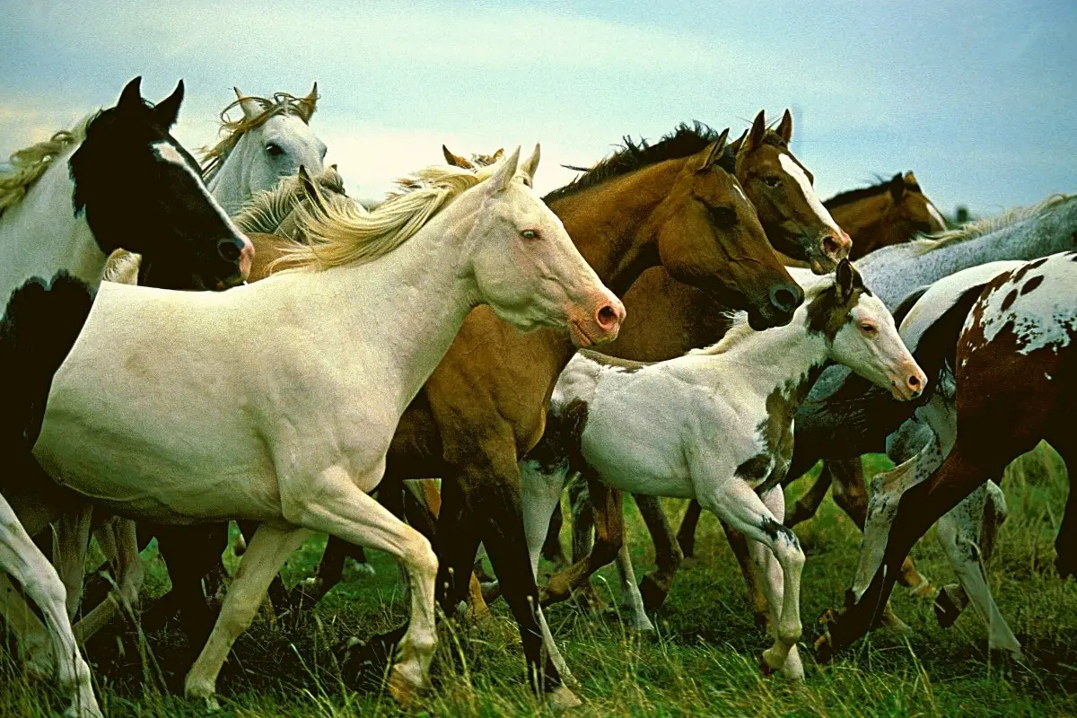 Most Famous American Indian Horse Breeds Revealed
