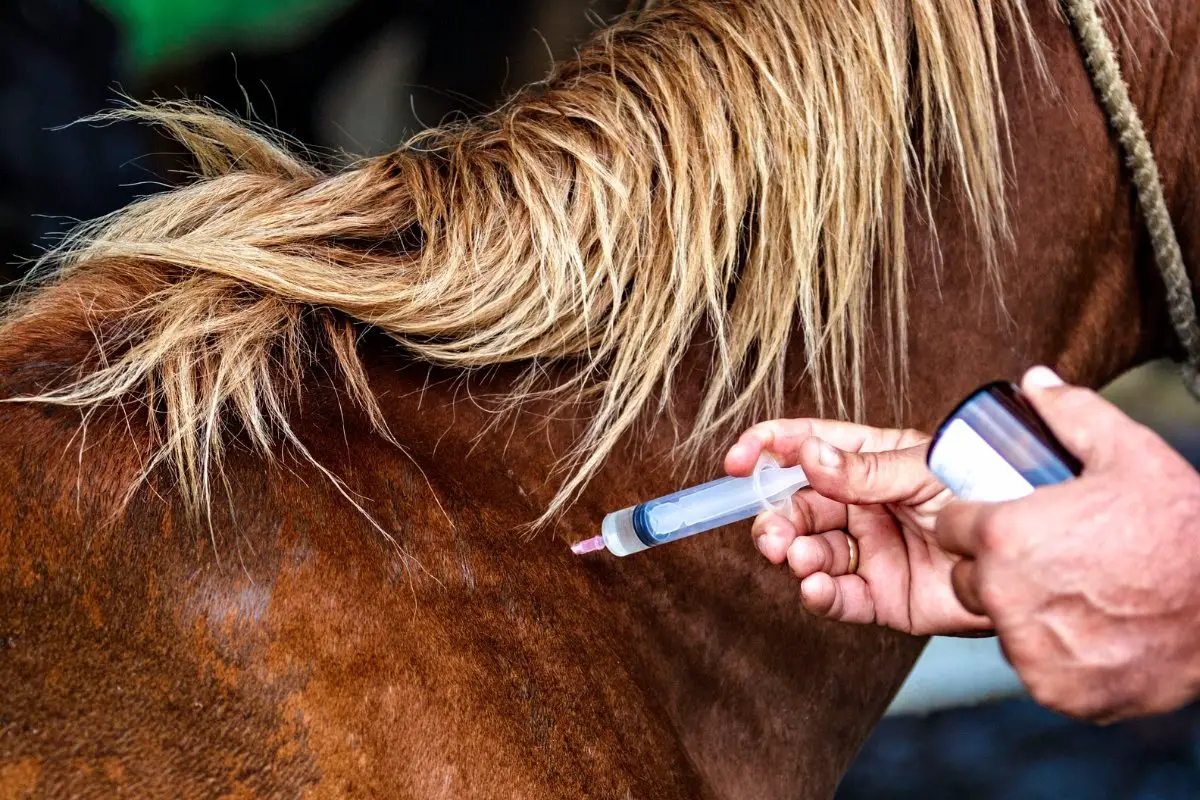 Painkillers For Horses - Everything You Need To Know!