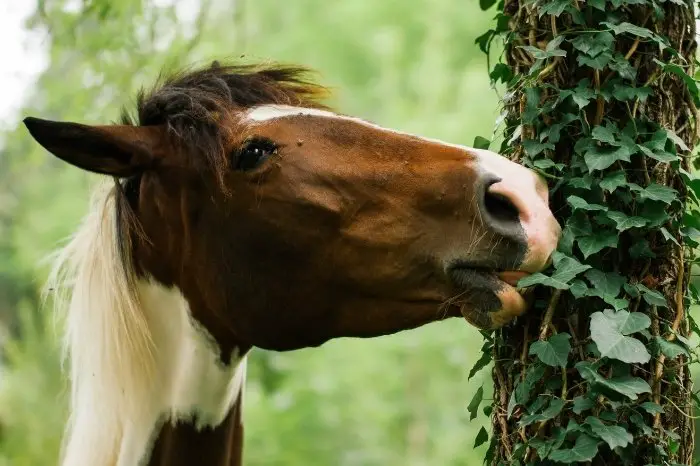 Should You Stop Your Horse From Eating Tree Bark