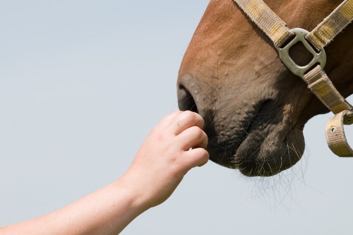 Should You Stop Your Horse Nudging You With His Nose