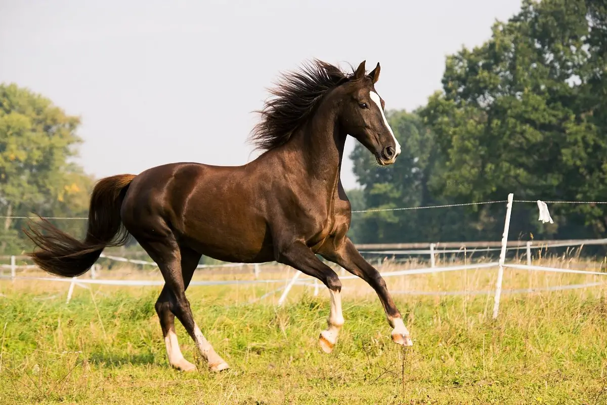 Warmblood Horse Breeds - Top Facts And Stats!
