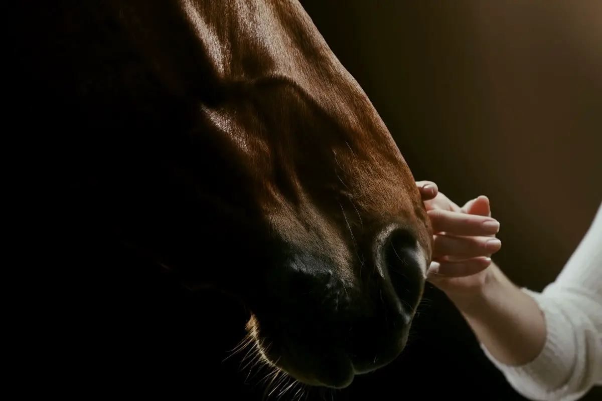 What Does It Mean When A Horse Nudges You With His Nose?