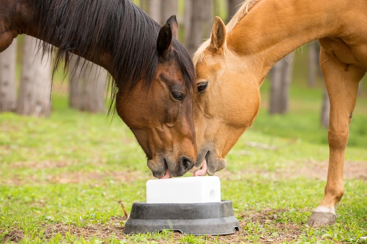 What Is A Sulfur Block For Horses