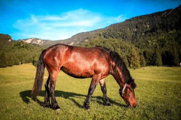 What Is Grass - Best Grass For Horses