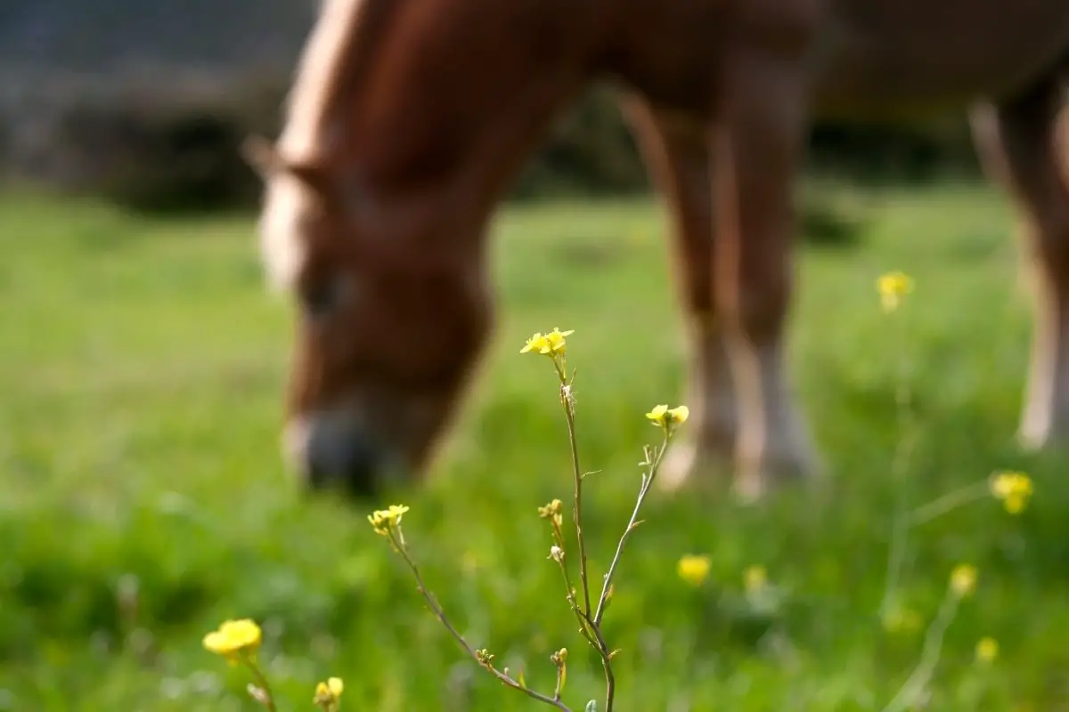 What Is The Best Grass For Horses - Horse Pasture Explained!