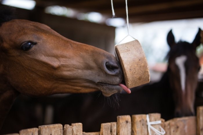 What Is The Best Way To Give Minerals To A Horse