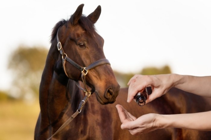 What Is The Best Way To Use Essential Oils On Horses