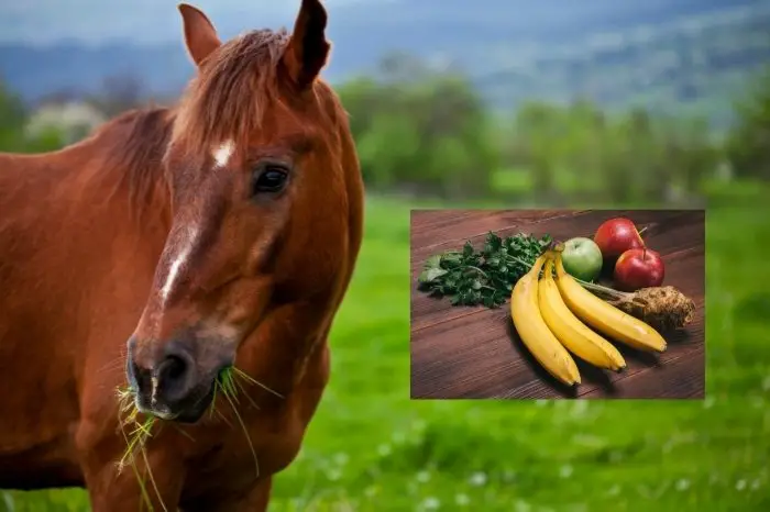 What Other Fruits Do Horses Enjoy