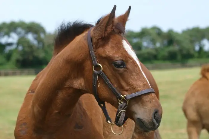 What Skills Should A 6-Month-Old Foal Have