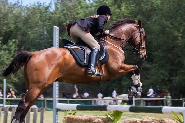 What Tack Can Horses Wear For Show Jumping