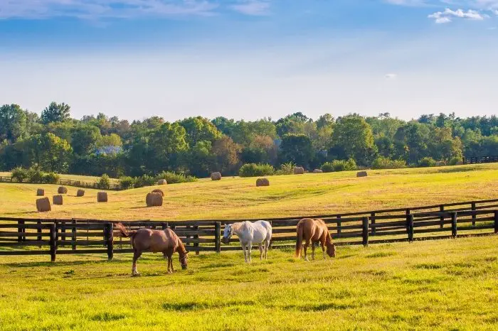 Why Do Horses Need A Lot Of Land
