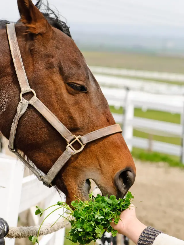 Can Horses Eat Celery And Other Vegetables?