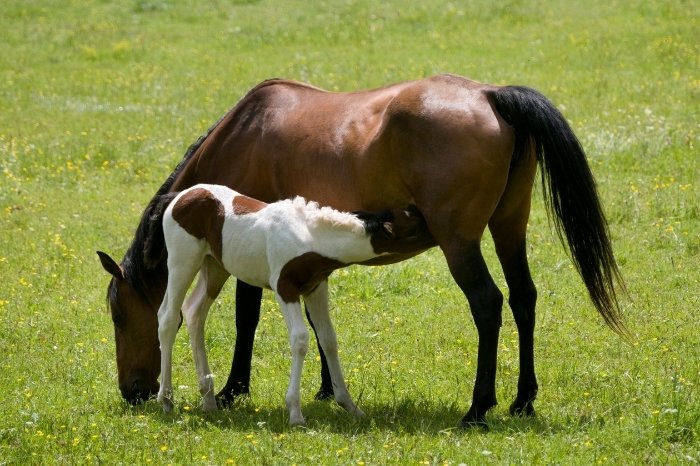 Best Practices To Help Improve Neonatal GI Tract Of Foals - Colostrum