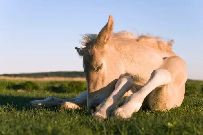 Best Practices To Help Improve Neonatal GI Tract Of Foals
