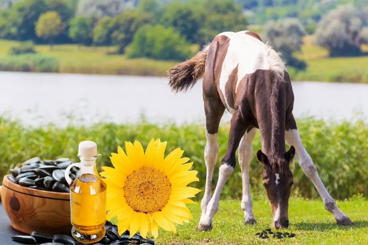 black oil sunflower seeds for horses