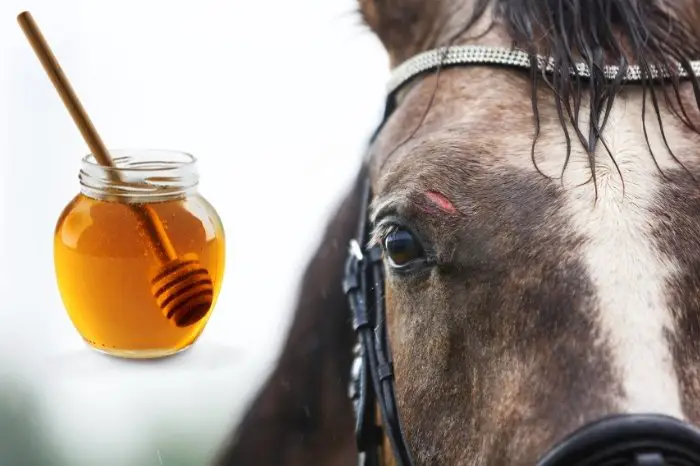 Can Honey Be Used To Treat Wounds In Horses