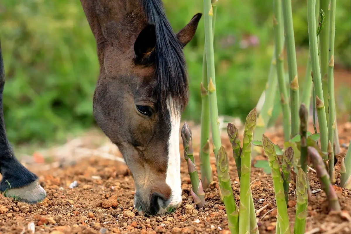 Can Horses Eat Asparagus