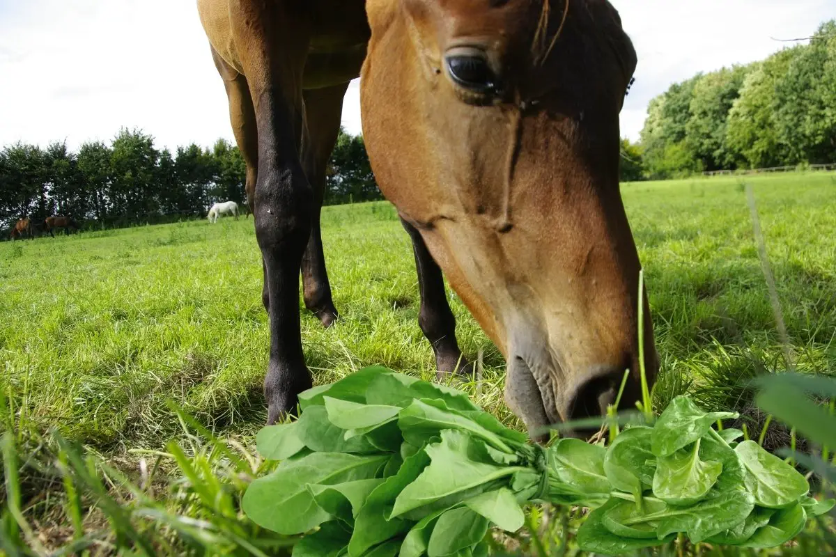 can horses eat spinach
