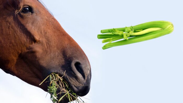 celery good for horses