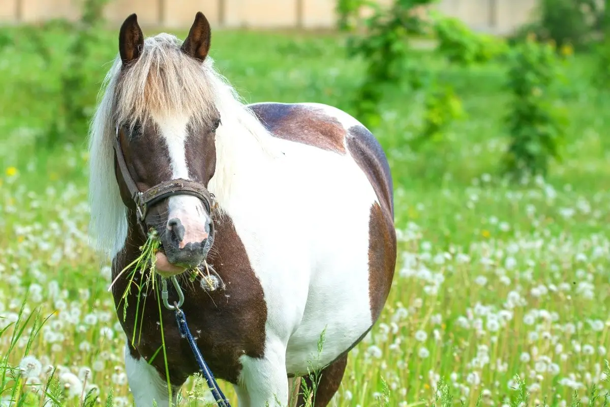 Do Horses Chew Cud Like Cows - Amazing Horse Digestion Facts Revealed