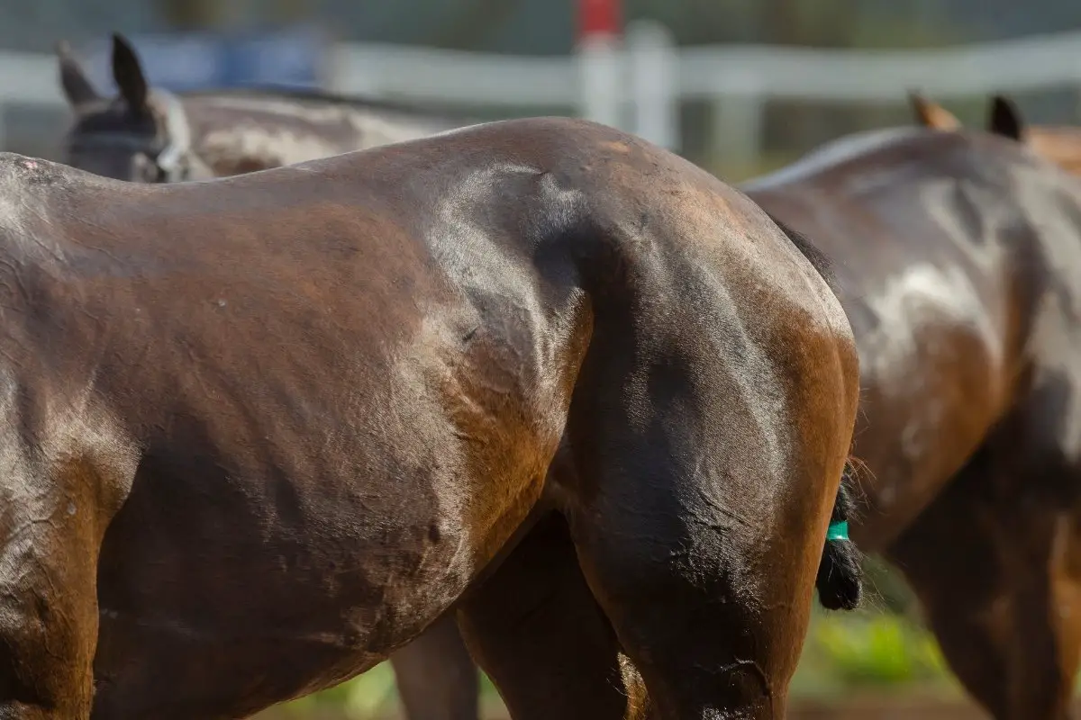 Horse Anatomy Stifle Hip And Pelvis Explained!