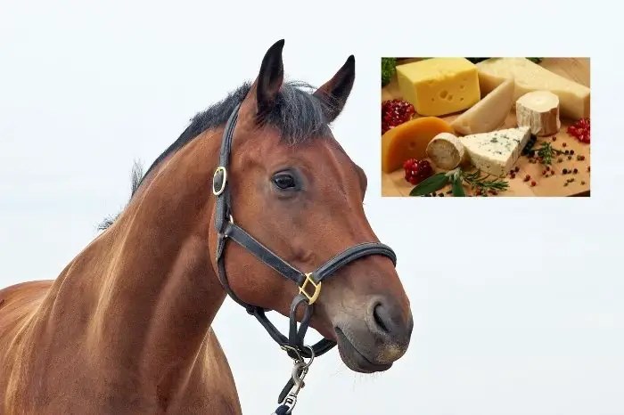 Horses Can Not Eat Cheese