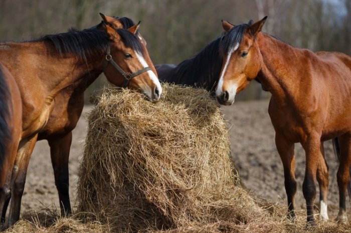 How Do Horses Digest Food