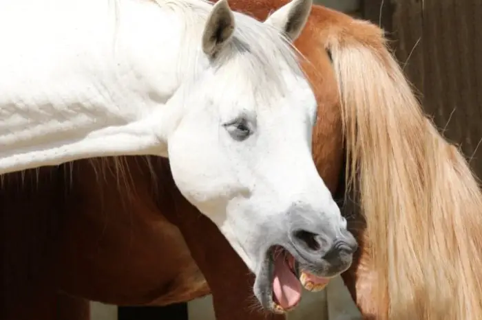 How Is Pneumonia In Horses Treated
