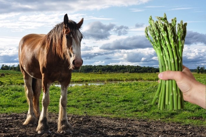 How To Feed Asparagus To Horses